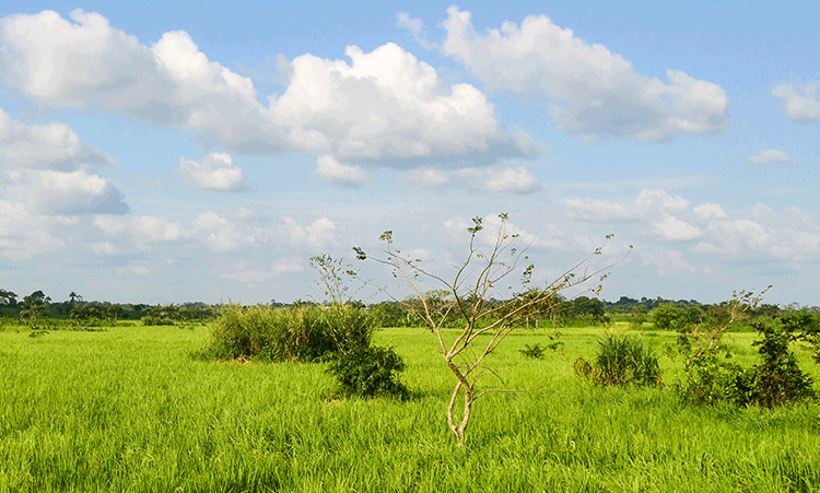 Taken on 29 October 2013 in Nigeria around Ezzangbo Abakaliki Ugep