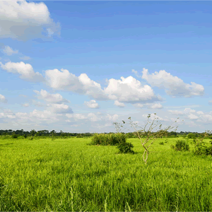 Nigerian landscape