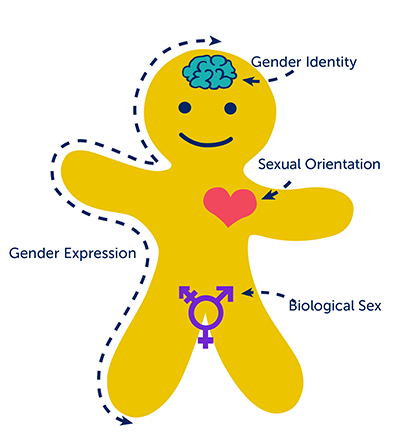 The genderbread person graphically illustrates the concepts of gender identity, sexual orientation and desire, and biological sex