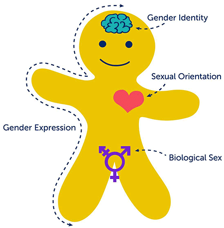 genderbread person